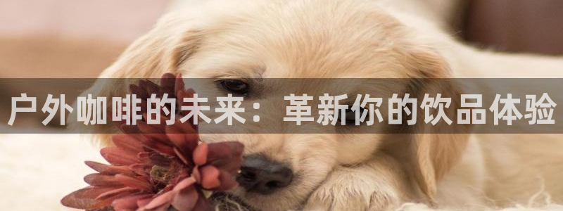新宝gg官方下载